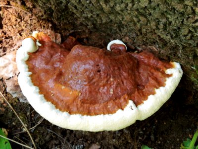 Ganoderma resinaceum Bykivnia2