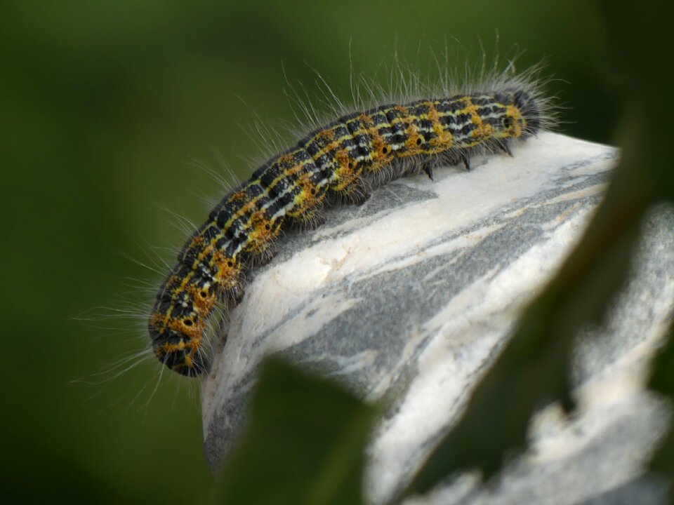 Insect moth tooth spinner