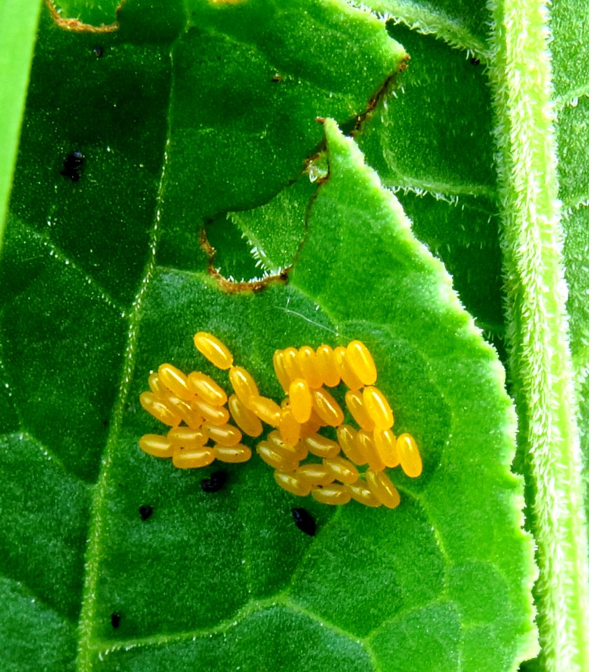 Gastrophysa viridula eggs Muromets1