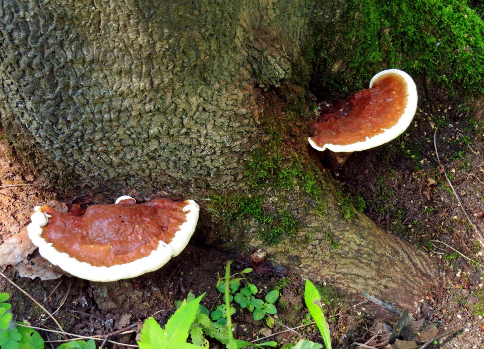 Ganoderma resinaceum Bykivnia1