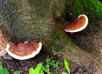 Ganoderma resinaceum Bykivnia1