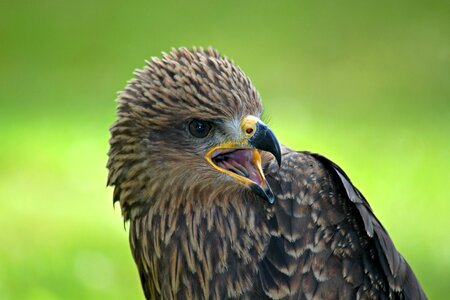 Bird of prey bird portrait animal