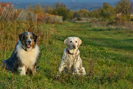 Dog mammal grass photo