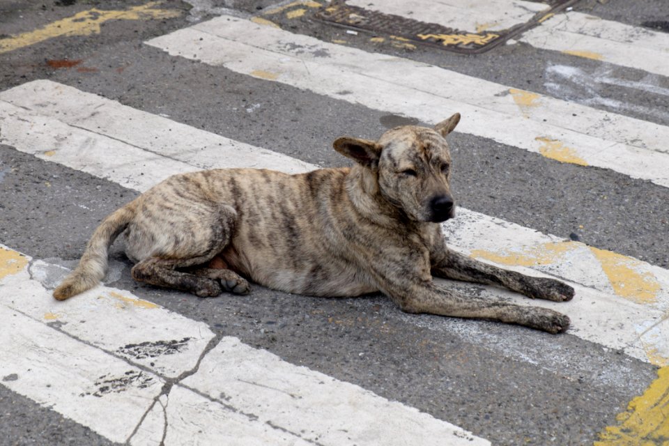 Old Dog Lying in Front of Gangxi St. Post Office, Keelung 20150316