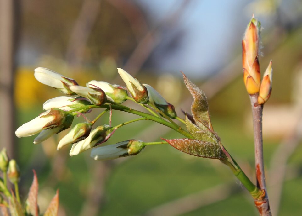 Leaf amelanchier blossom