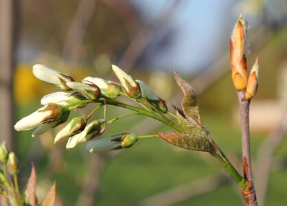 Leaf amelanchier blossom