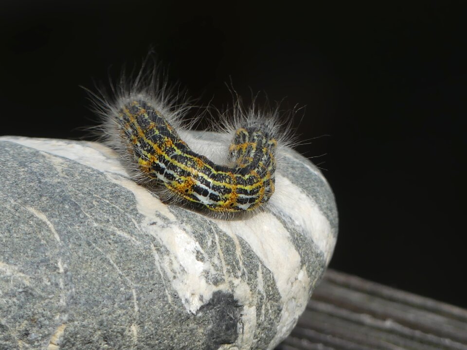 Insect moth tooth spinner