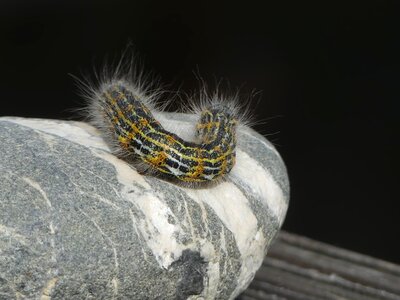 Insect moth tooth spinner