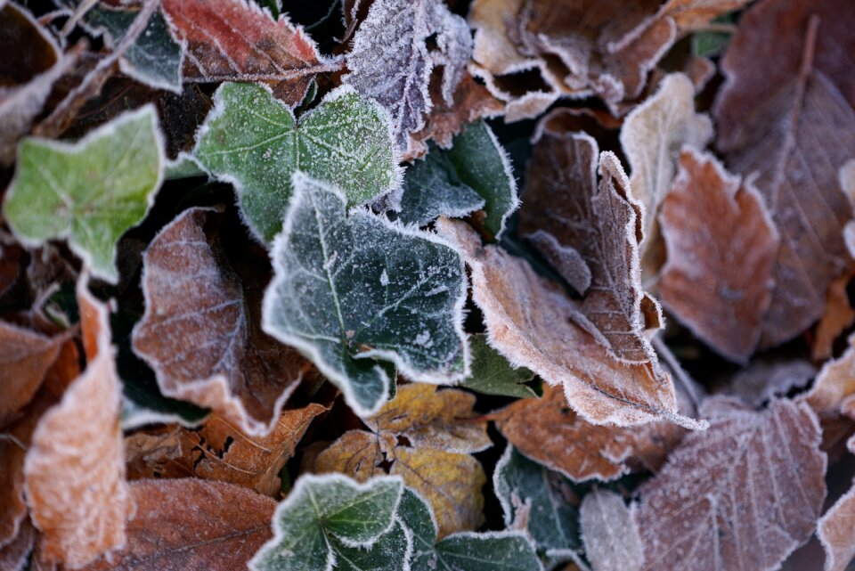 Frost defoliation dead leaves