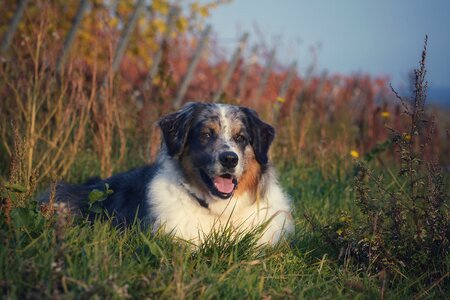 Dog animal grass photo