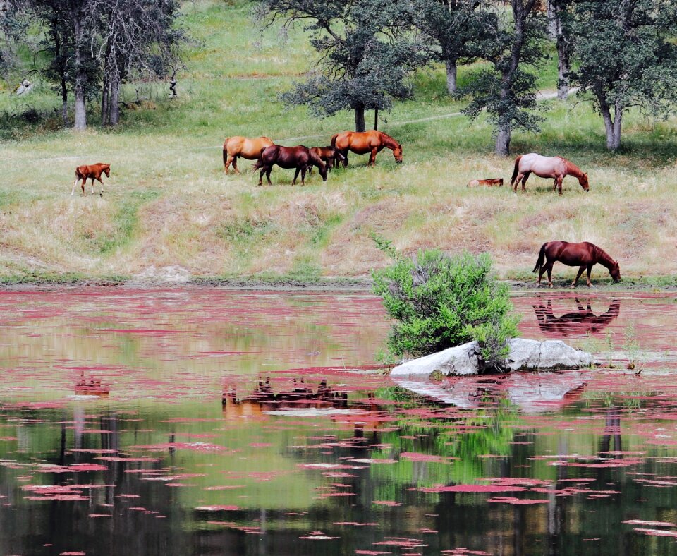 Water reflection highland