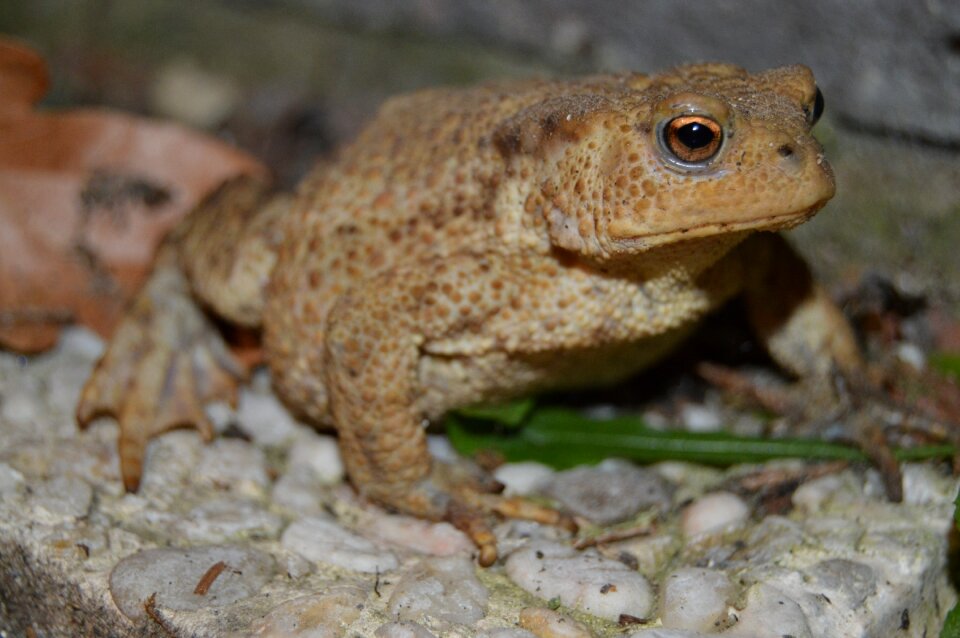 Frog eyes animals