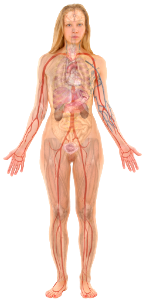 Female with organs