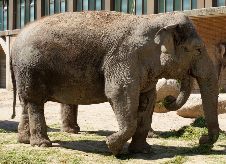 Animal world nature zoo