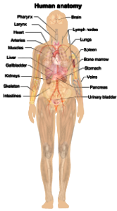Female shadow anatomy