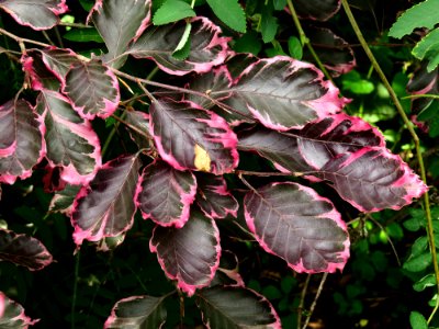 Fagus sylvatica 'Purpurea Tricolor' Syrets2