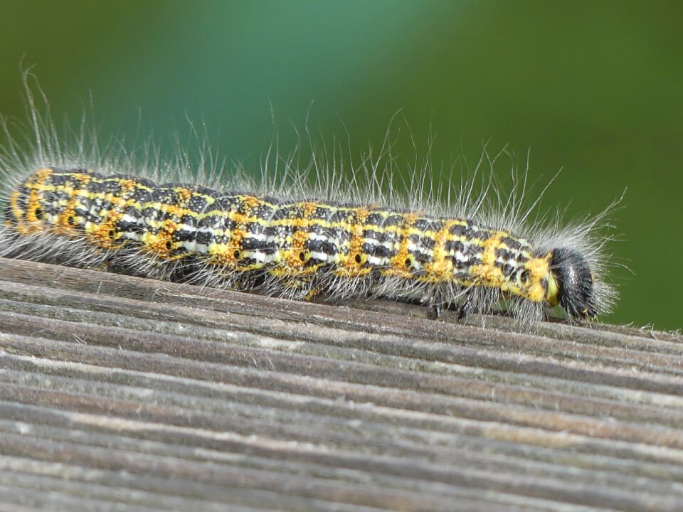 Insect moth tooth spinner