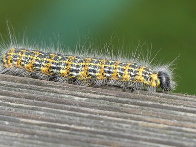 Insect moth tooth spinner