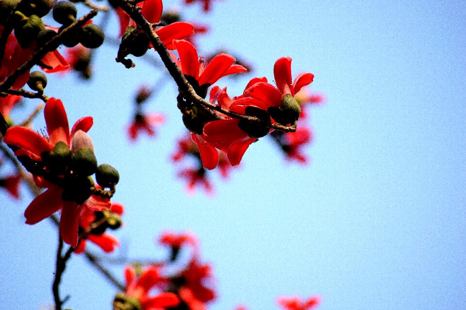 Tree season flora