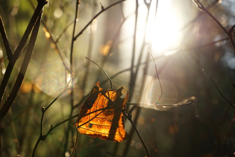 Branch grove backlighting