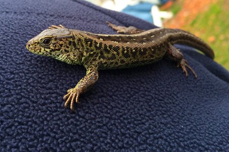 Nature animal world animal