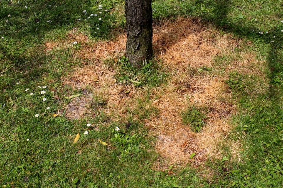 Fertilizer NPK 013