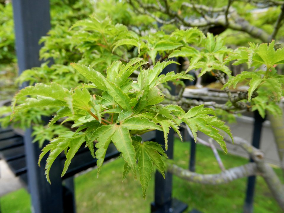 Feuilles d'érable palmé en bonsaï