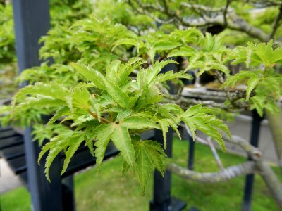 Feuilles d'érable palmé en bonsaï