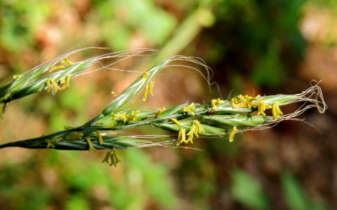 Festuca gigantea Kiev2