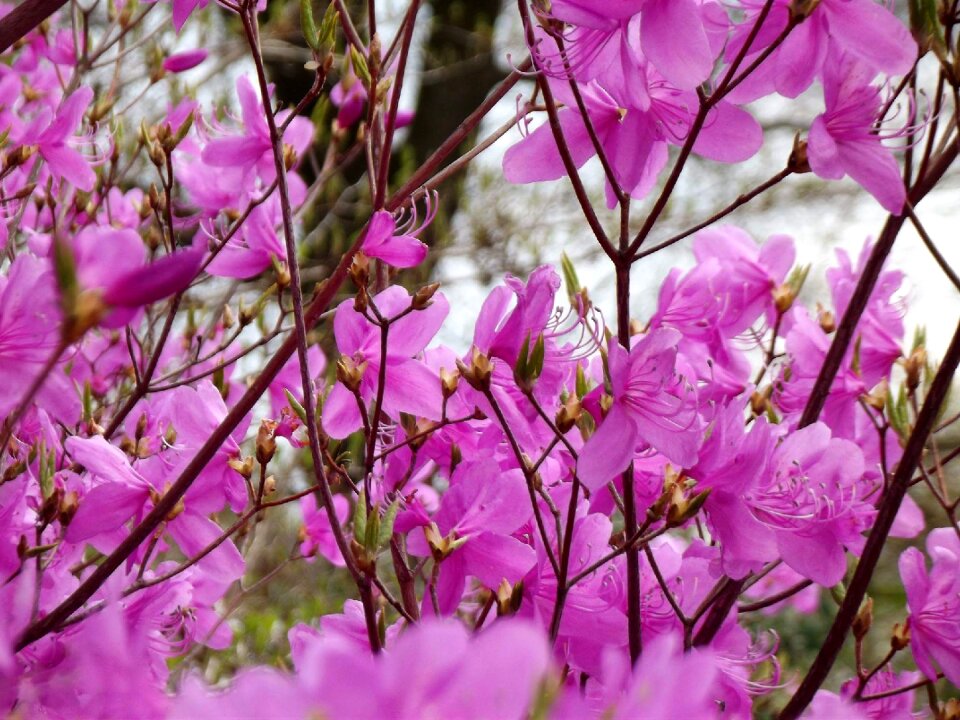 Flower flowers spring