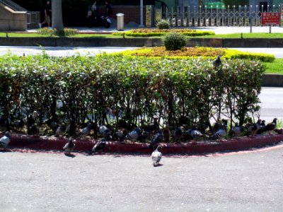 Feral Pigeons under Bush in Afternoon 20090801