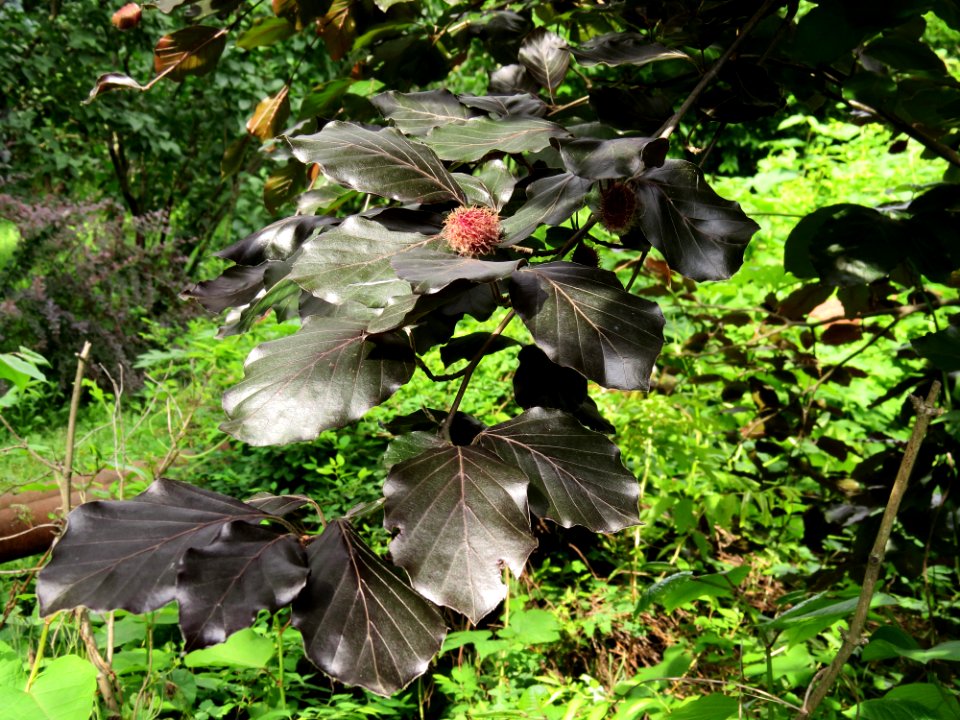 Fagus sylvatica 'Purpurea'