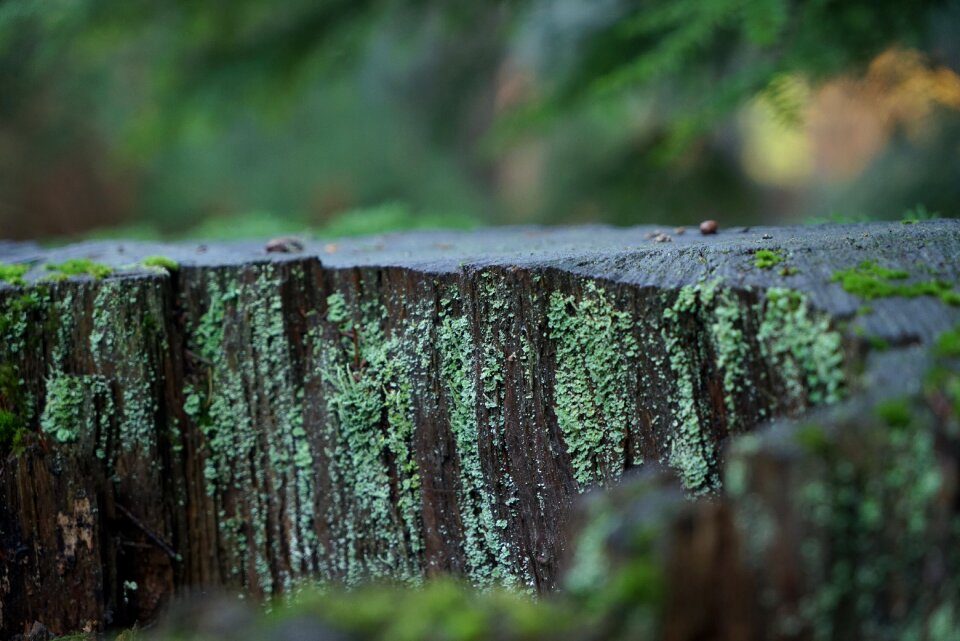 Forest macro natural