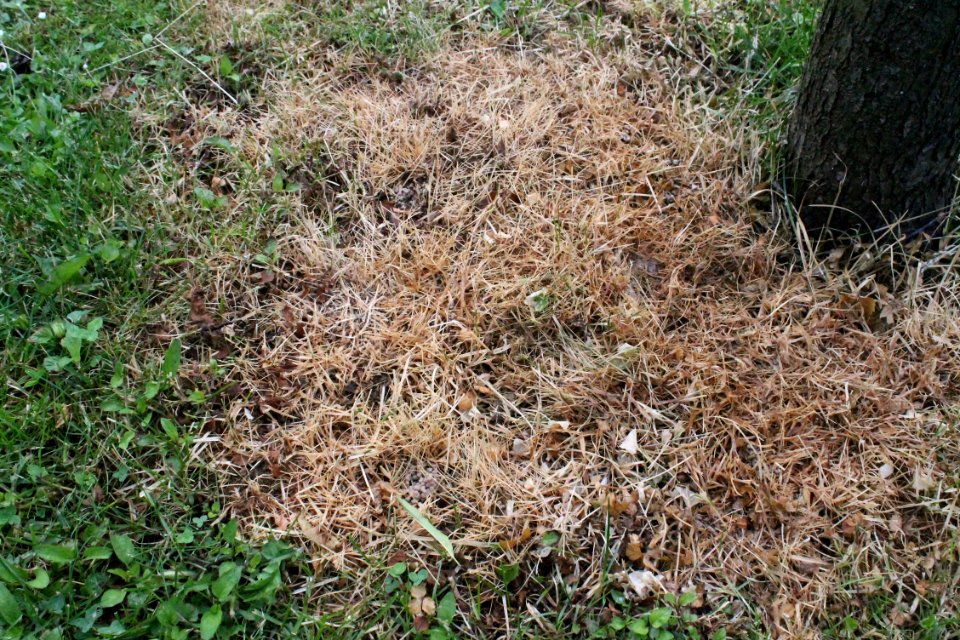 Fertilizer NPK 008