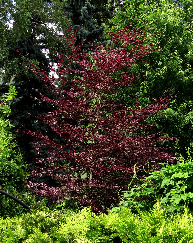 Fagus sylvatica 'Purpurea Tricolor' Syrets1
