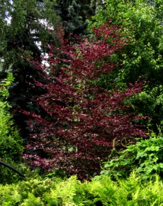 Fagus sylvatica 'Purpurea Tricolor' Syrets1