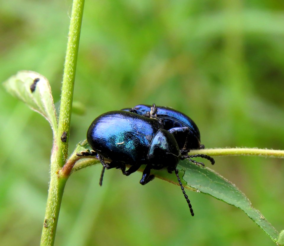 Eumolpus asclepiadeus Kiev2