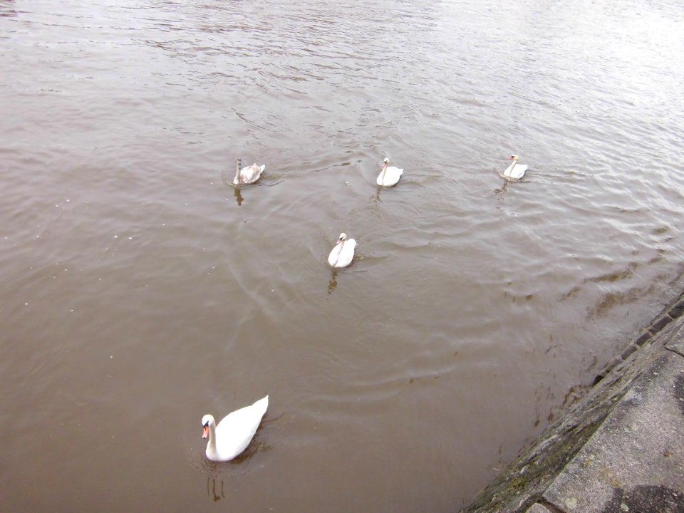 Otava s labutěmi