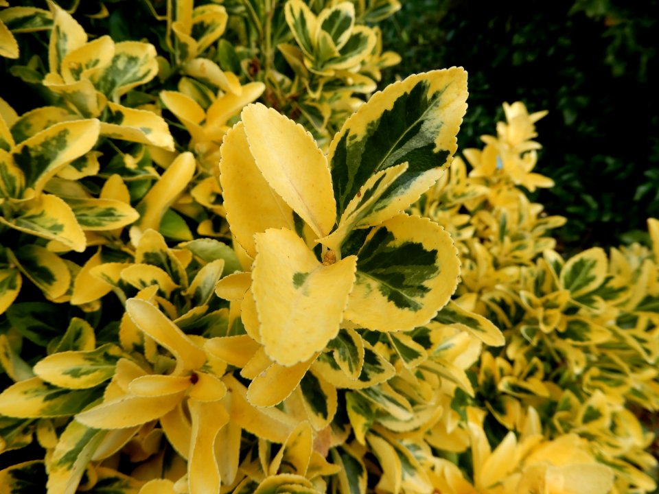 Euonymus fortunei 'aureus', 3
