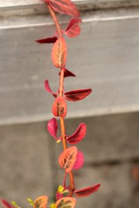 Euonymus fortunei 11081