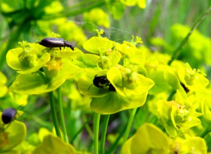 Euphorbia cyparissias Pukhivka4