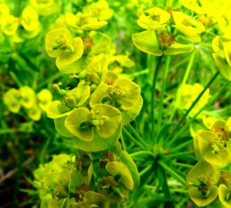 Euphorbia cyparissias Pukhivka5