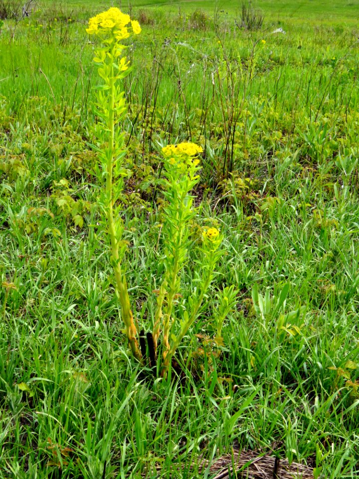 Euphorbia palustris Zazymya3
