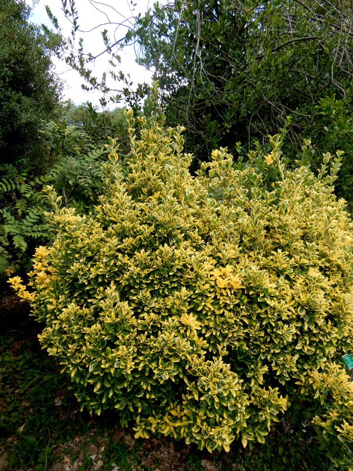 Euonymus fortunei 'aureus', 1