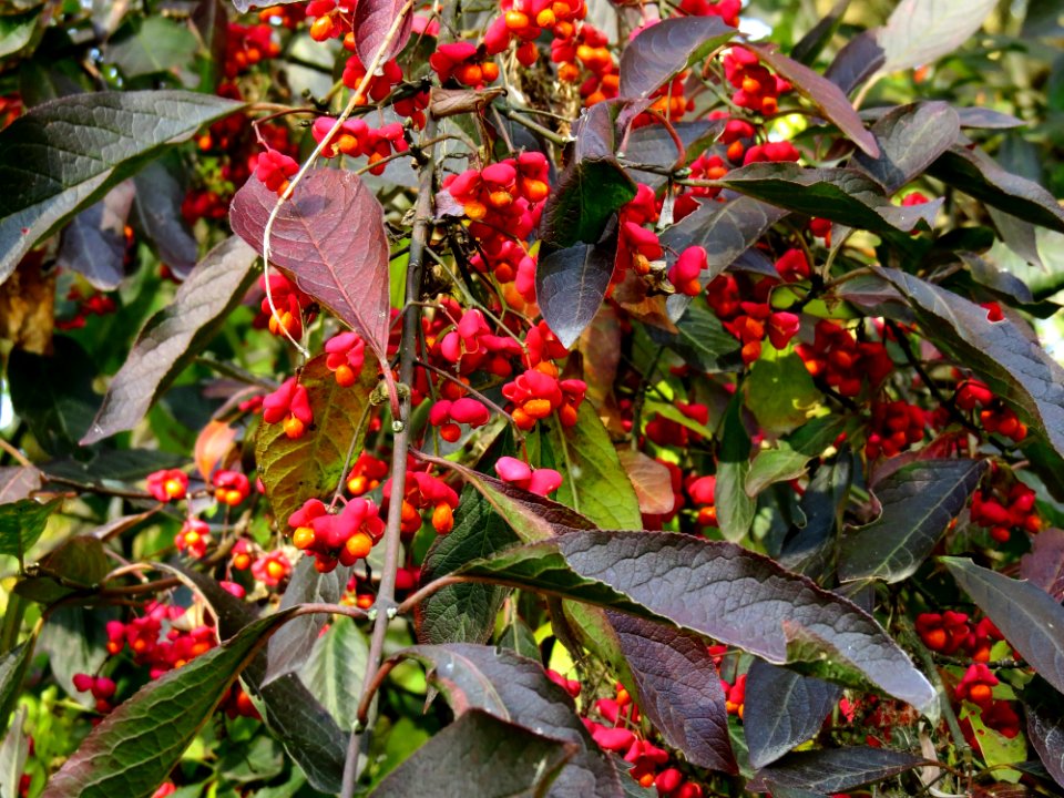 Euonymus europaeus Holosiiv1