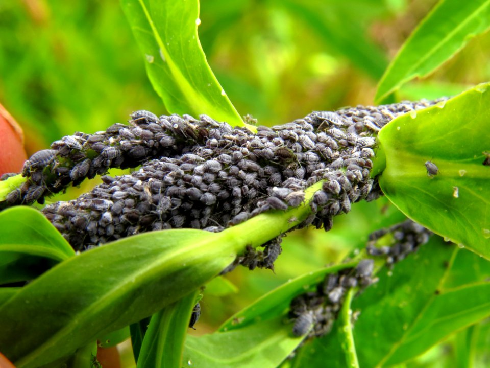 Euphorbia palustris aphids