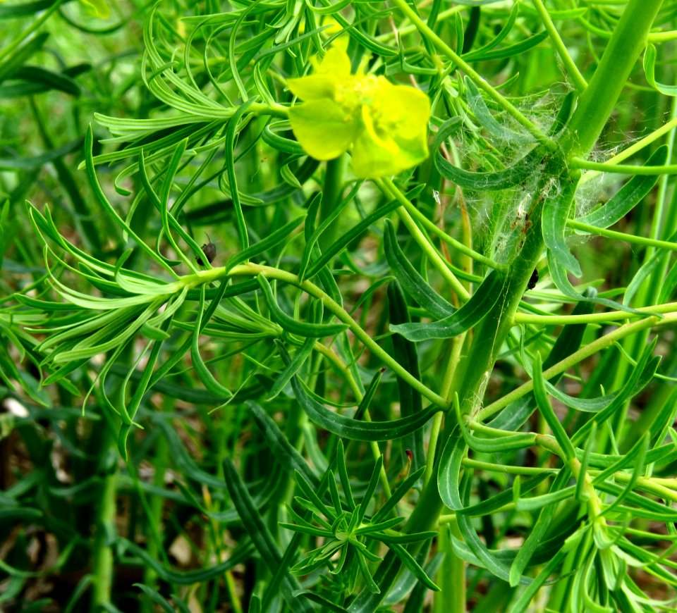 Euphorbia cyparissias Pukhivka2