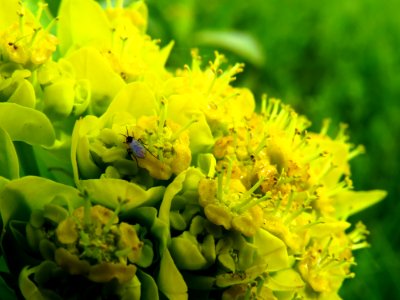 Euphorbia palustris Zazymya2