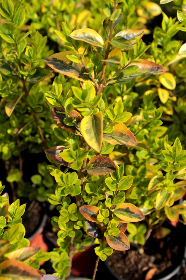 Euonymus fortunei7 10793