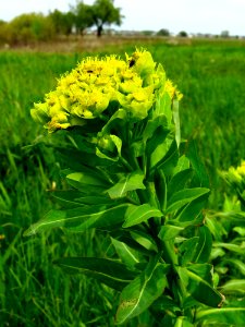 Euphorbia palustris Zazymya1